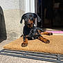 Stella a rejoint le concours — aidez-le/la à gagner de superbes lots ! dog, black_dog, tan_markings, doormat, sunlight, outdoor, doorway, relaxed, pet, canine, paw, fur, shadow, concrete, texture, home, animal, domestic, resting, portrait
