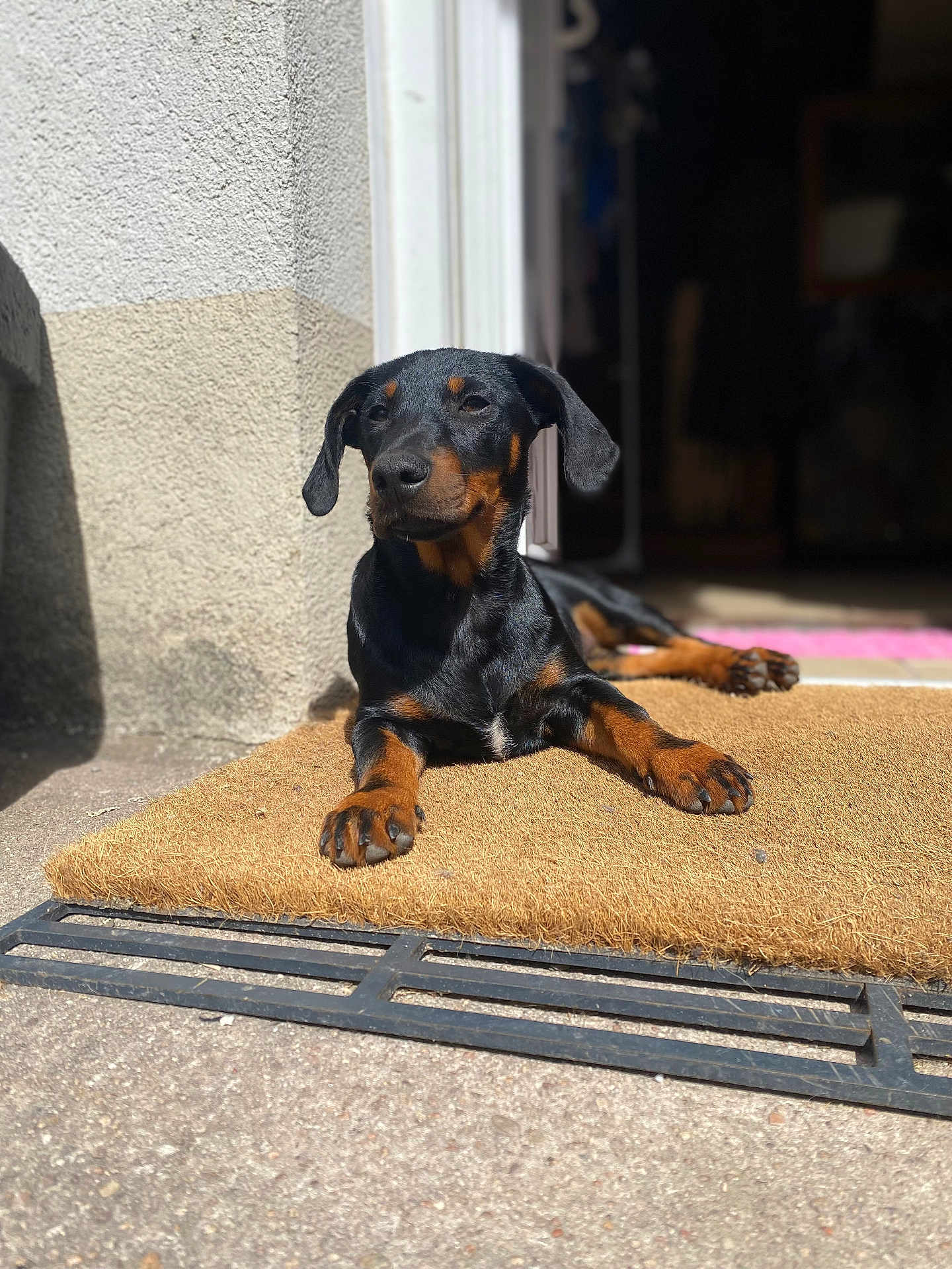 Stella