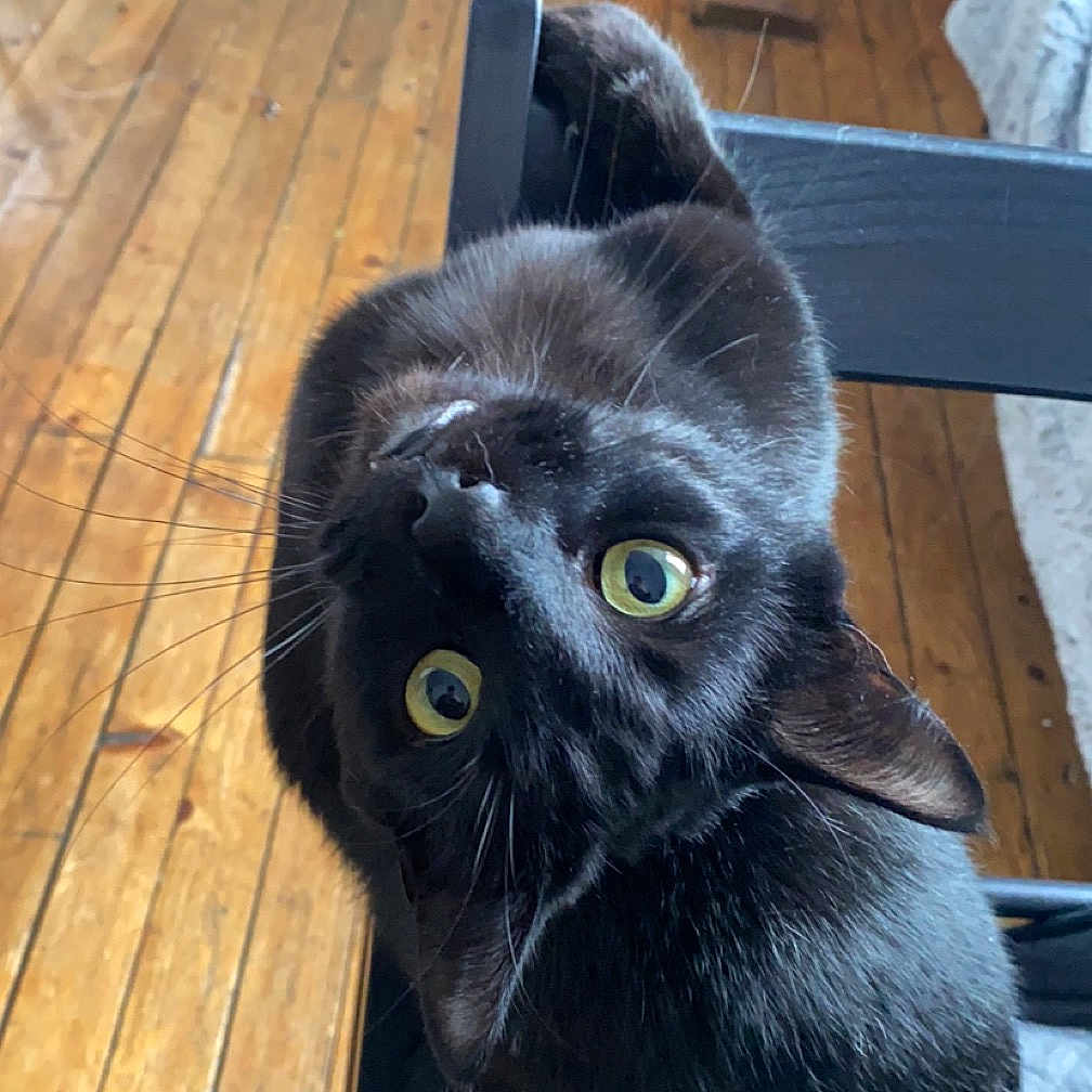 Harley a rejoint le concours — aidez-le/la à gagner de superbes lots ! animal, architecture, blackcat, building, cat, chair, deck, door, furniture, hardwood, house, housing, indoors, interiordesign, kitten, manx, pet, plywood, stainedwood, wood
