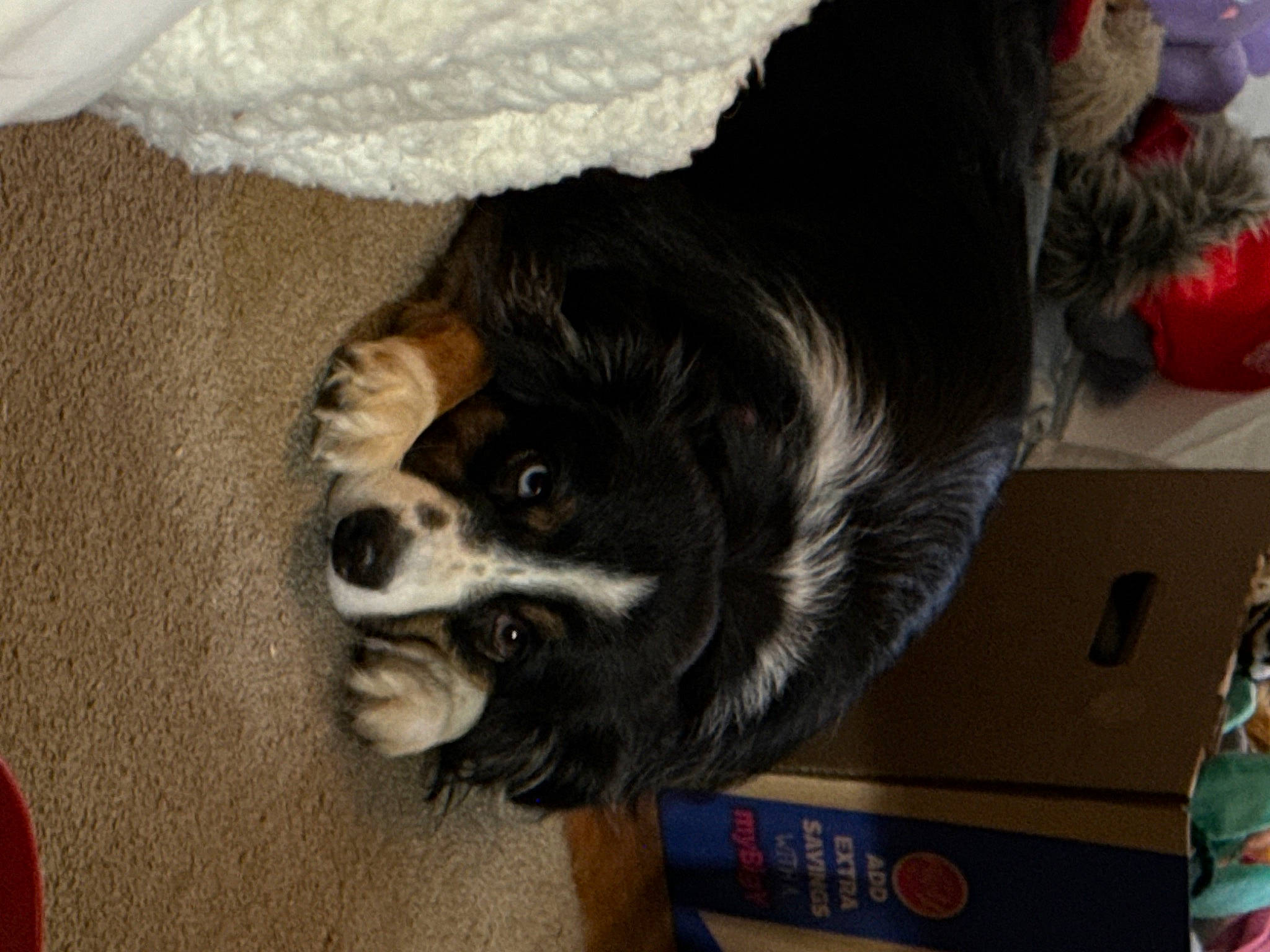 Monkey is registered to the contest to win money with this photo: canidae, carnivore, comfort, companion_dog, dog, dog_breed, fur, herding_dog, non_sporting_group, paw, snout, sporting_group, toy_dog, whiskers, working_animal, working_dog