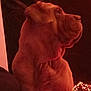 dog, large_dog, wrinkled_skin, night, outdoor, holiday_lights, red_lighting, profile, pet, animal, canine, sitting, festive, dark, closeup, portrait, quiet, calm, majestic, watchful