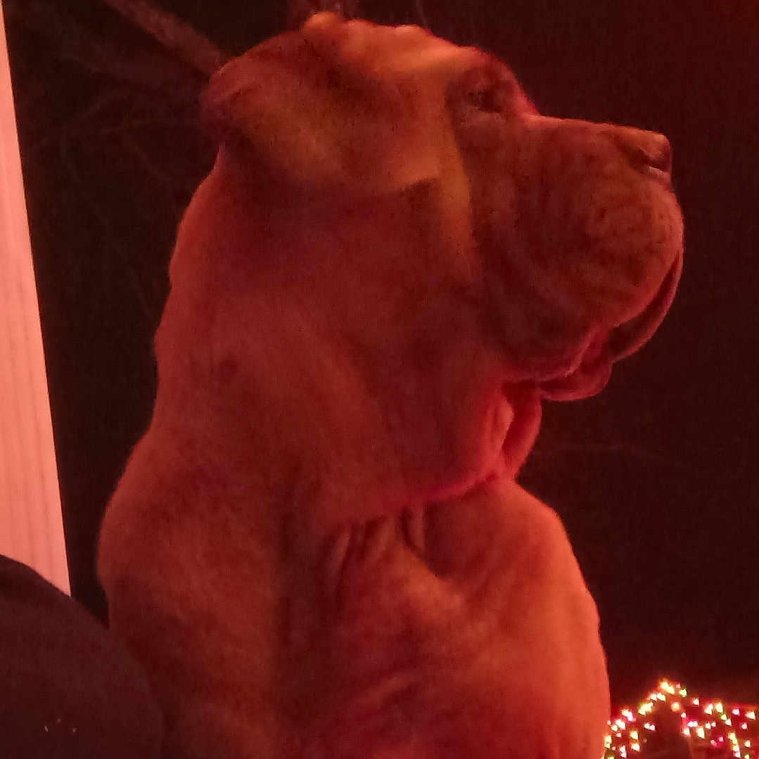 Gogo is registered to the contest to win money with this photo: animal, calm, canine, closeup, dark, dog, festive, holiday_lights, large_dog, majestic, night, outdoor, pet, portrait, profile, quiet, red_lighting, sitting, watchful, wrinkled_skin