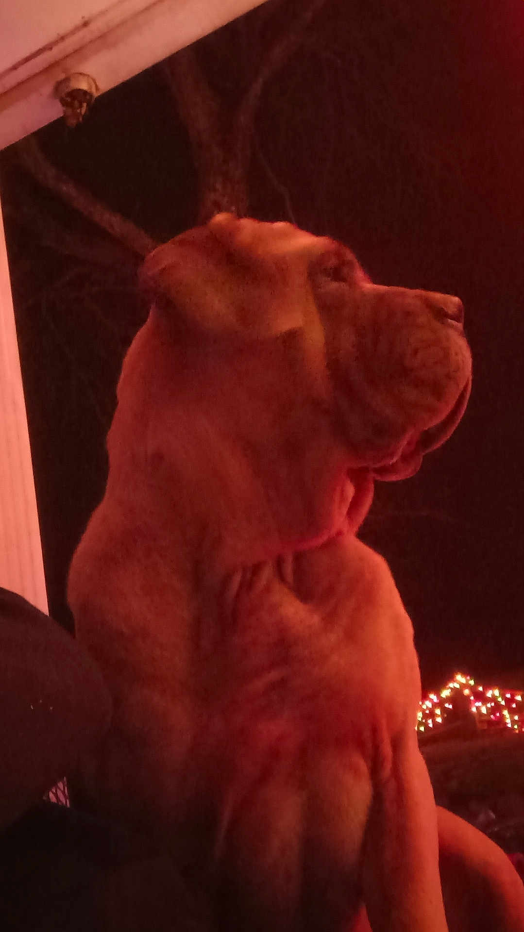 Gogo is registered to the contest to win money with this photo: dog, large_dog, wrinkled_skin, night, outdoor, holiday_lights, red_lighting, profile, pet, animal, canine, sitting, festive, dark, closeup, portrait, quiet, calm, majestic, watchful