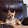 Scrappy Doo joined the competition — help win amazing prizes! dog, pet, brown_leather_chair, happy, sitting, indoor, tan_fur, collar, animal, smiling, cozy, furniture, canine, relaxed, household, portrait, paw, ears, tongue, companion