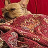 Scrappy Doo is registered to the contest to win money with this photo: dog, blanket, quilt, red, sleepy, cozy, pet, fur, indoor, resting, ear, paw, comfort, fabric, pattern, closeup, animal, relaxation, bed, snuggled