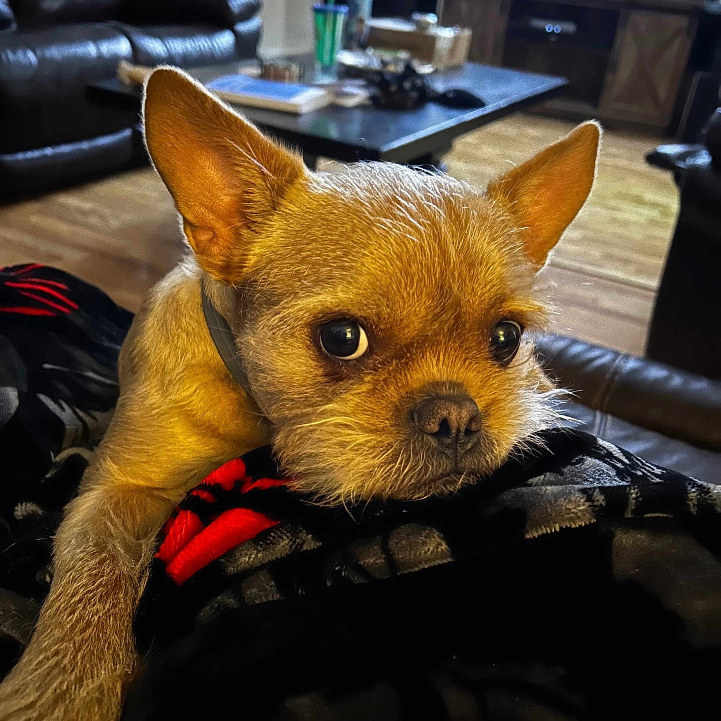 Scrappy Doo
