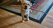 Scrappy Doo joined the competition — help win amazing prizes! dog, stick, wooden_floor, rug, coffee_table, indoor, pet, small_dog, brown_dog, living_room, furniture, flooring, cute, animal, canine, playful, stick_in_mouth, home, domestic_animal, carpet