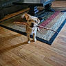 dog, stick, wooden_floor, rug, coffee_table, indoor, pet, small_dog, brown_dog, living_room, furniture, flooring, cute, animal, canine, playful, stick_in_mouth, home, domestic_animal, carpet