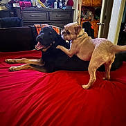Scrappy Doo joined the competition — help win amazing prizes! dog, playful, bed, red_bedspread, black_dog, light_brown_dog, indoor, dresser, hats, clothing, door, wooden_cabinet, relaxed, happy, pet, animal, furniture, home, room, play