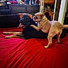 dog, playful, bed, red_bedspread, black_dog, light_brown_dog, indoor, dresser, hats, clothing, door, wooden_cabinet, relaxed, happy, pet, animal, furniture, home, room, play