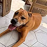dog, brown_dog, pet, tongue_out, indoor, tile_floor, wooden_furniture, relaxed, happy, canine, animal, companion, lying_down, paw, collar, face, ears, snout, sunlight, shadow