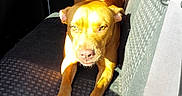 Oliver joined the competition — help win amazing prizes! dog, car_interior, seat, sunlight, shadow, brown_dog, pet, animal, vehicle, seatbelt, window, greenery, resting, indoor, paw, canine, daylight, portrait, relaxing, mammal