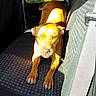 dog, car_interior, seat, sunlight, shadow, brown_dog, pet, animal, vehicle, seatbelt, window, greenery, resting, indoor, paw, canine, daylight, portrait, relaxing, mammal