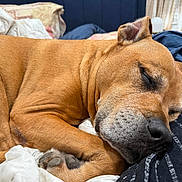Oliver joined the competition — help win amazing prizes! dog, sleeping, brown_dog, blanket, bed, cozy, resting, paw, indoor, closeup, pet, fur, snout, ear, comfort, relaxation, home, sleep, animal, soft