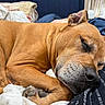 dog, sleeping, brown_dog, blanket, bed, cozy, resting, paw, indoor, closeup, pet, fur, snout, ear, comfort, relaxation, home, sleep, animal, soft