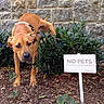 animal, brown_dog, bush, collar, dog, ears, expression, funny, greenery, ground, leash, mess, mulch, nature, outdoor, pet, plants, rule_breaking, sign, stone_wall