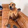 brown_dog, canine, decor, dog, footwear, friendly, furniture, home, indoor, leather_couch, living_room, paw_raised, person_feet, pet, raised_paw, seated, slippers, smiling_dog, wall_art, wooden_floor