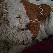 Quigley joined the competition — help win amazing prizes! dog, sleeping, fluffy, puppy, cuddling, pillow, gingerbread_man, brown, white, blanket, cozy, indoor, resting, cute, fur, nose, closed_eyes, soft, comfort, relaxed