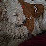 dog, sleeping, fluffy, puppy, cuddling, pillow, gingerbread_man, brown, white, blanket, cozy, indoor, resting, cute, fur, nose, closed_eyes, soft, comfort, relaxed