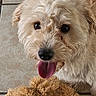 Quigley is registered to the contest to win money with this photo: dog, fluffy, cream_colored, tongue_out, toy, stuffed_animal, tile_floor, pet, cute, happy, indoor, close_up, animal_face, playful, fur, companion, domestic_animal, friendly, looking_up, canine