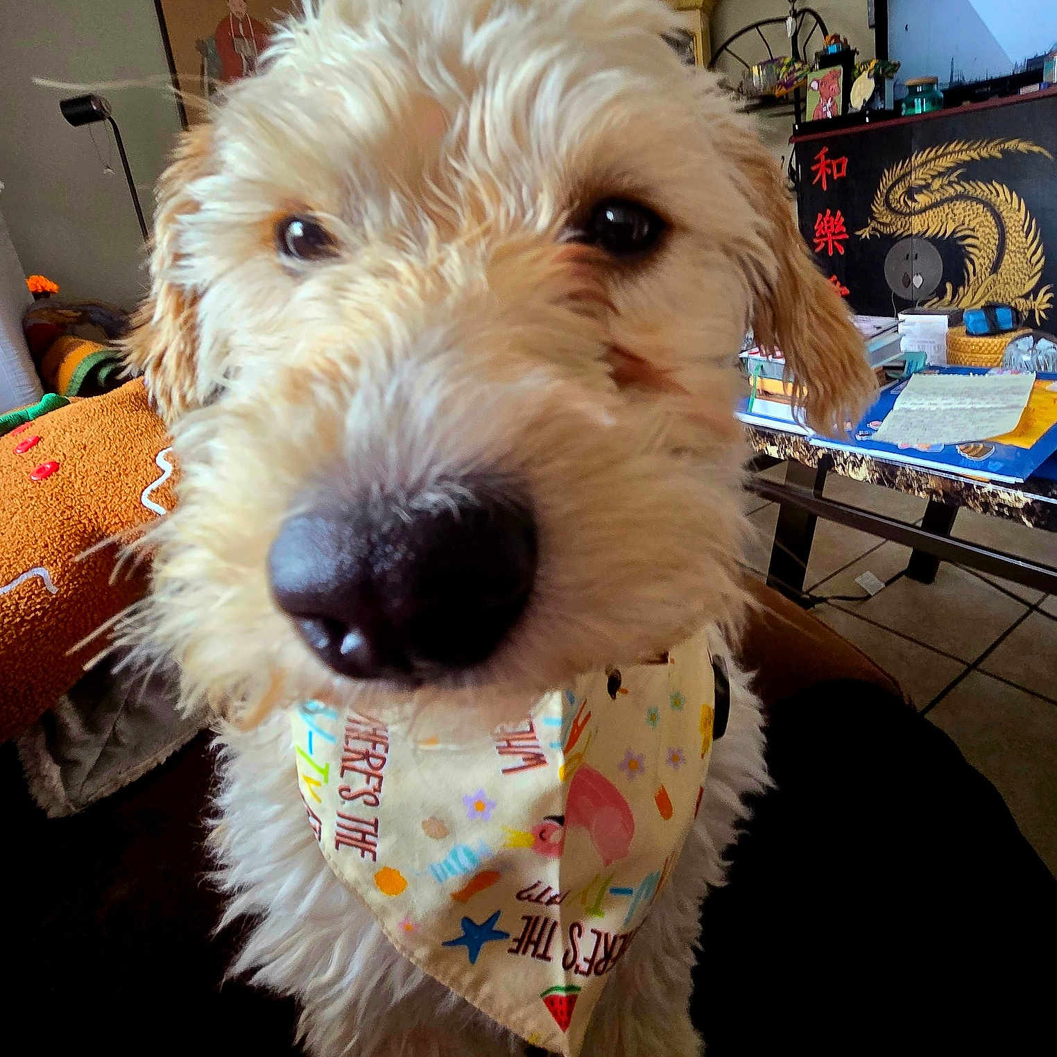 Quigley is registered to the contest to win money with this photo: dog, close_up, bandana, fluffy, pet, indoor, living_room, furniture, decor, table, papers, television, lamp, cross, portrait, brown, cute, animal, canine, home