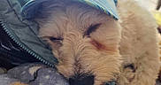 Quigley is registered to the contest to win money with this photo: dog, sleeping, visor, blanket, indoor, cozy, soft_light, close_up, pet, fur, resting, animal, cute, relaxed, comfort, paw, fabric, nap, domestic, window_blinds
