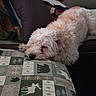 Quigley joined the competition — help win amazing prizes! dog, sleeping, blanket, pillow, couch, indoor, cozy, fur, resting, animal, pet, relaxation, home, comfort, pattern, fabric, brown, cream, furniture, nap
