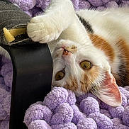 Lilly participe au concours pour gagner de l'argent avec cette photo : cat, calico, pet, animal, paw, fur, whiskers, ear, blanket, purple, chair, close_up, playful, cute, domestic, feline, relaxed, indoor, texture, soft