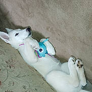 Freya joined the competition — help win amazing prizes! dog, white_dog, puppy, lying_down, plush_toy, carpet, indoor, pet, cute, relaxed, animal, canine, toy, fur, paw, ears, snout, sleepy, domestic_animal, companion