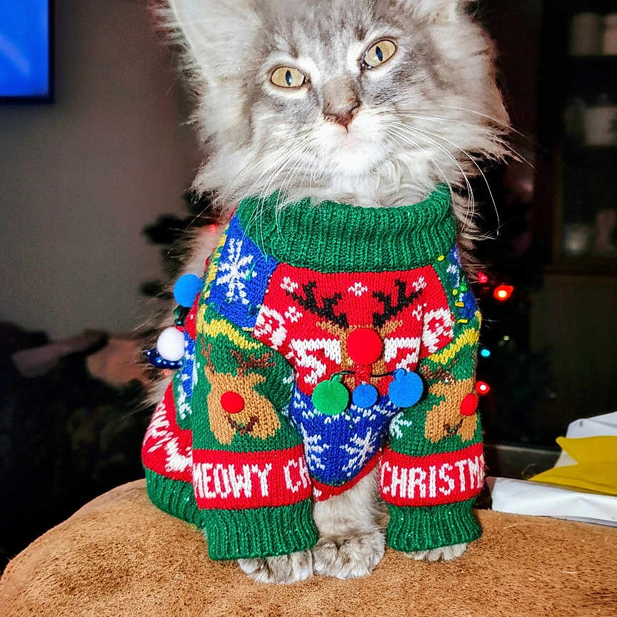 Mr. Foxgrove is registered to the contest to win money with this photo: animal, cat, christmas_sweater, cozy, cute, decorations, festive, furry, gray_fur, holiday, holiday_lights, indoor, kitten, pet, pom_poms, portrait, seasonal, sitting, small_animal, warm_clothing