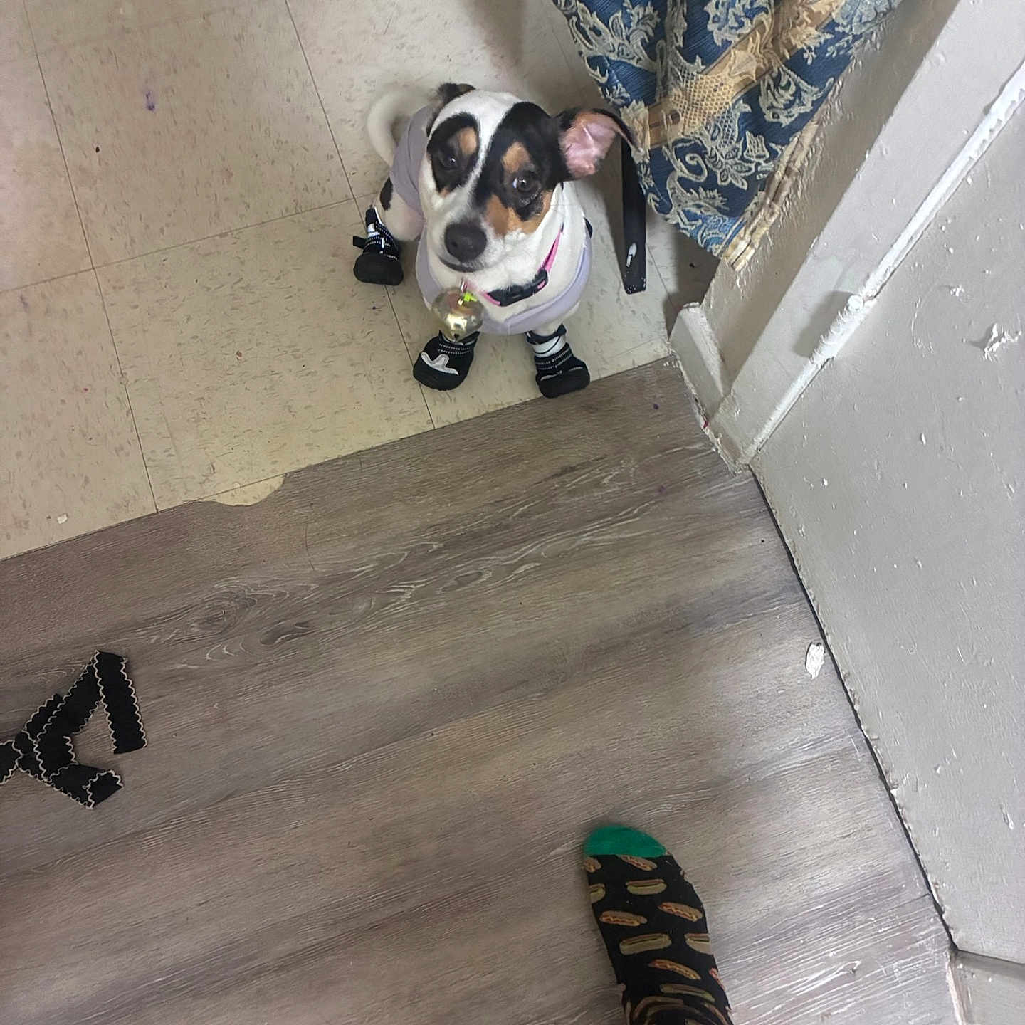 Oreo Gaona joined the competition — help win amazing prizes! dog, small_dog, socks, outfit, floor, tile_floor, wood_floor, curtain, blue_curtain, person, feet, socks_with_hot_dogs, indoor, looking_up, pet, animal, home, cozy, cute, curious