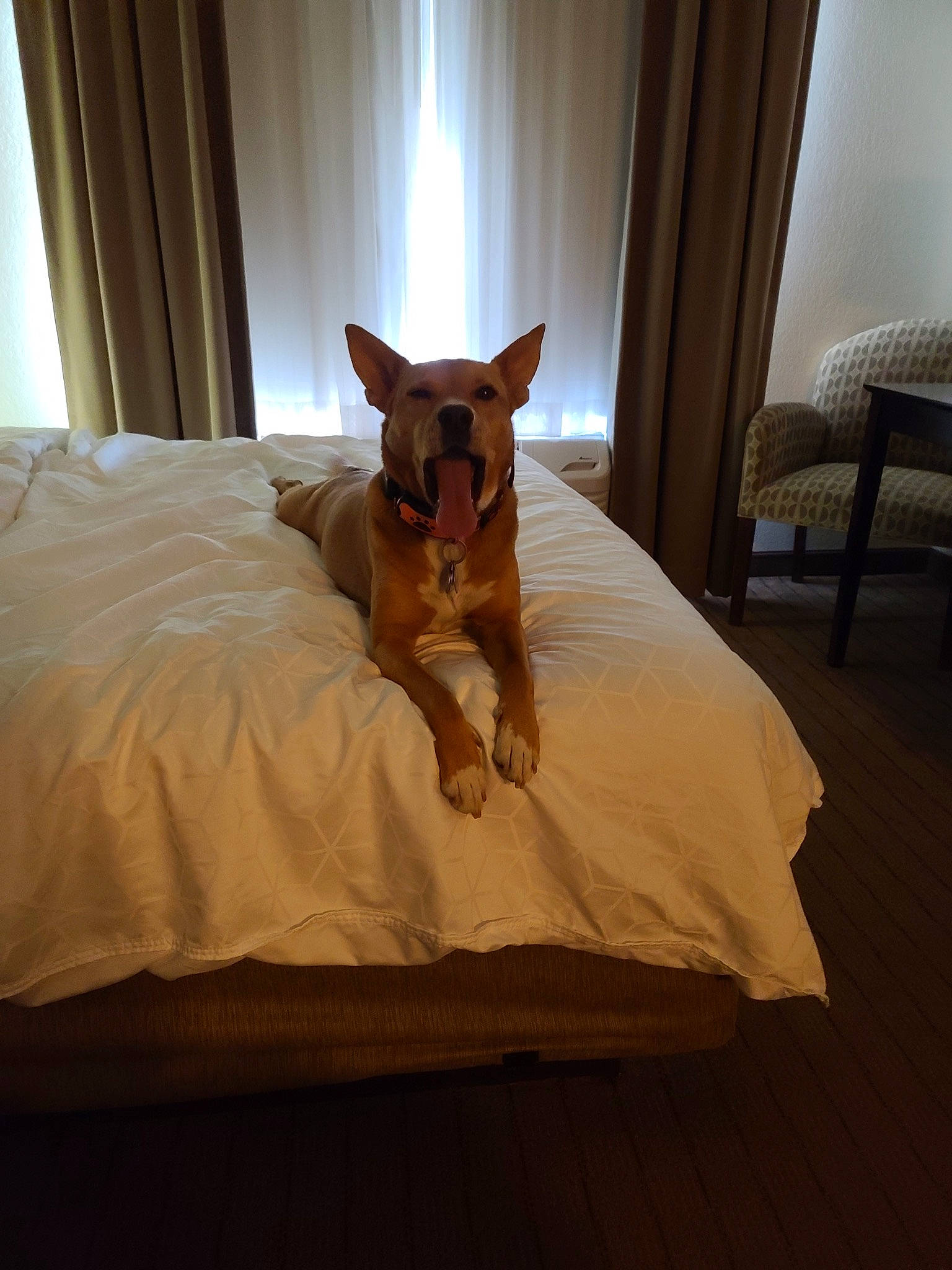 Foxy is registered to the contest to win money with this photo: bed, brown, carnivore, chair, comfort, companion_dog, curtain, dog, dog_breed, fawn, felidae, floor, flooring, furniture, hardwood, interior_design, tints_and_shades, whiskers, window, wood