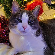 Topaze participe au concours pour gagner de l'argent avec cette photo : animal, cat, christmas_tree, cozy, cute, decorations, feline, festive, gray, holiday, indoor, lights, ornament, pet, pink_nose, relaxed, soft, tinsel, whiskers, white