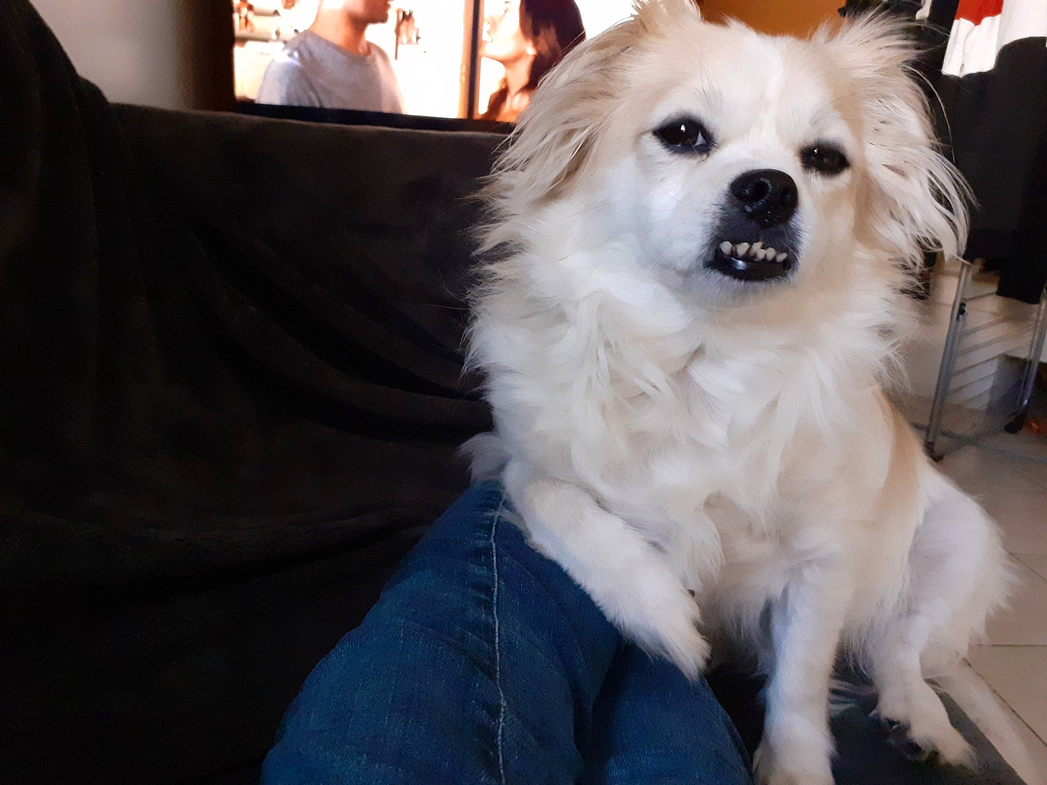 Fifi participe au concours pour gagner de l'argent avec cette photo : ball, carnivore, companion_dog, dog, dog_breed, dog_supply, event, fur, german_spitz, german_spitz_mittel, non_sporting_group, puppy, spitz, sporting_group, toy_dog, volpino_italiano, working_dog