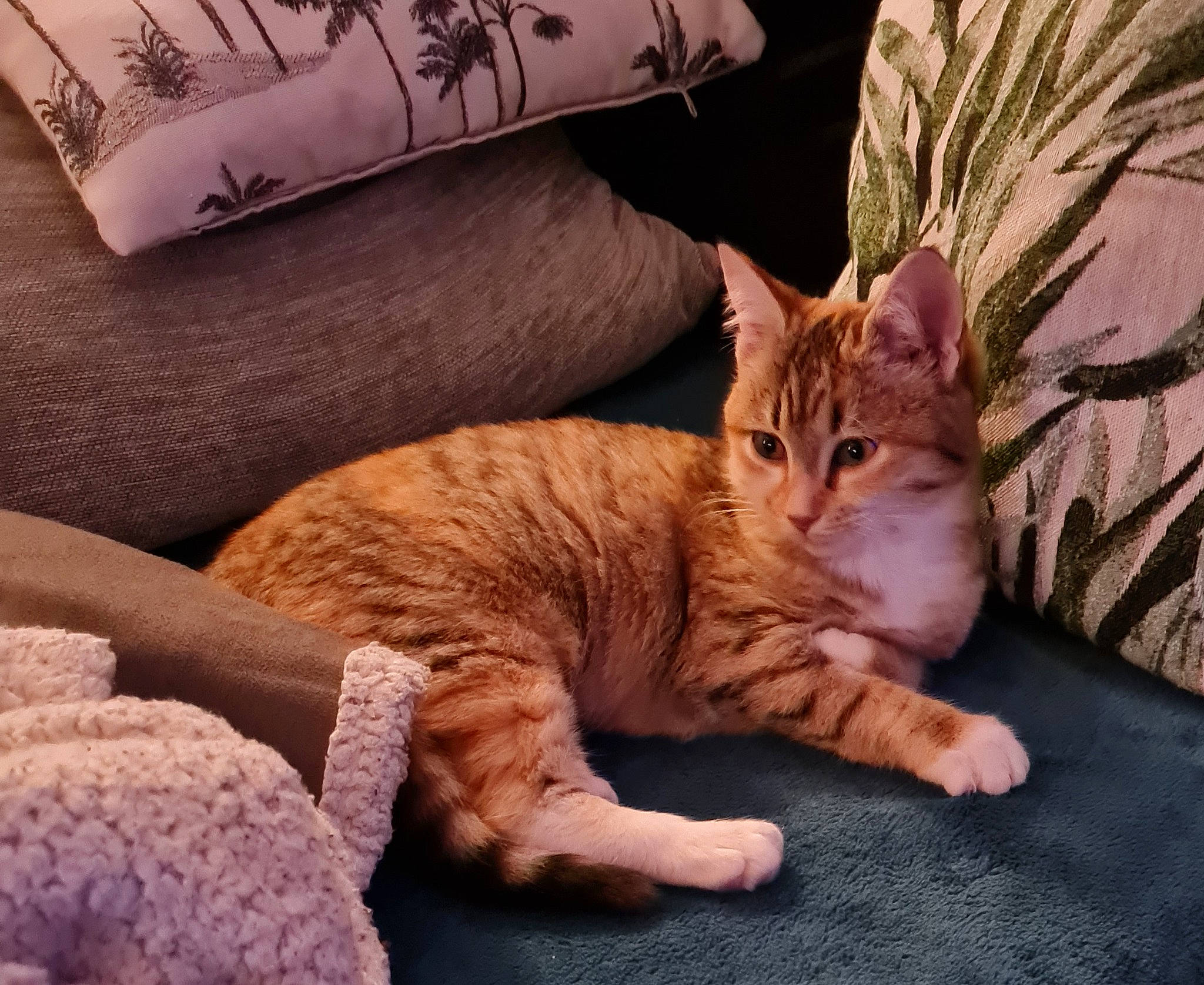 Socquette participe au concours pour gagner de l'argent avec cette photo : bedding, carnivore, cat, claw, comfort, couch, domestic_short_haired_cat, fawn, felidae, fur, linens, paw, pillow, room, sitting, small_to_medium_sized_cats, tail, throw_pillow, whiskers, wood