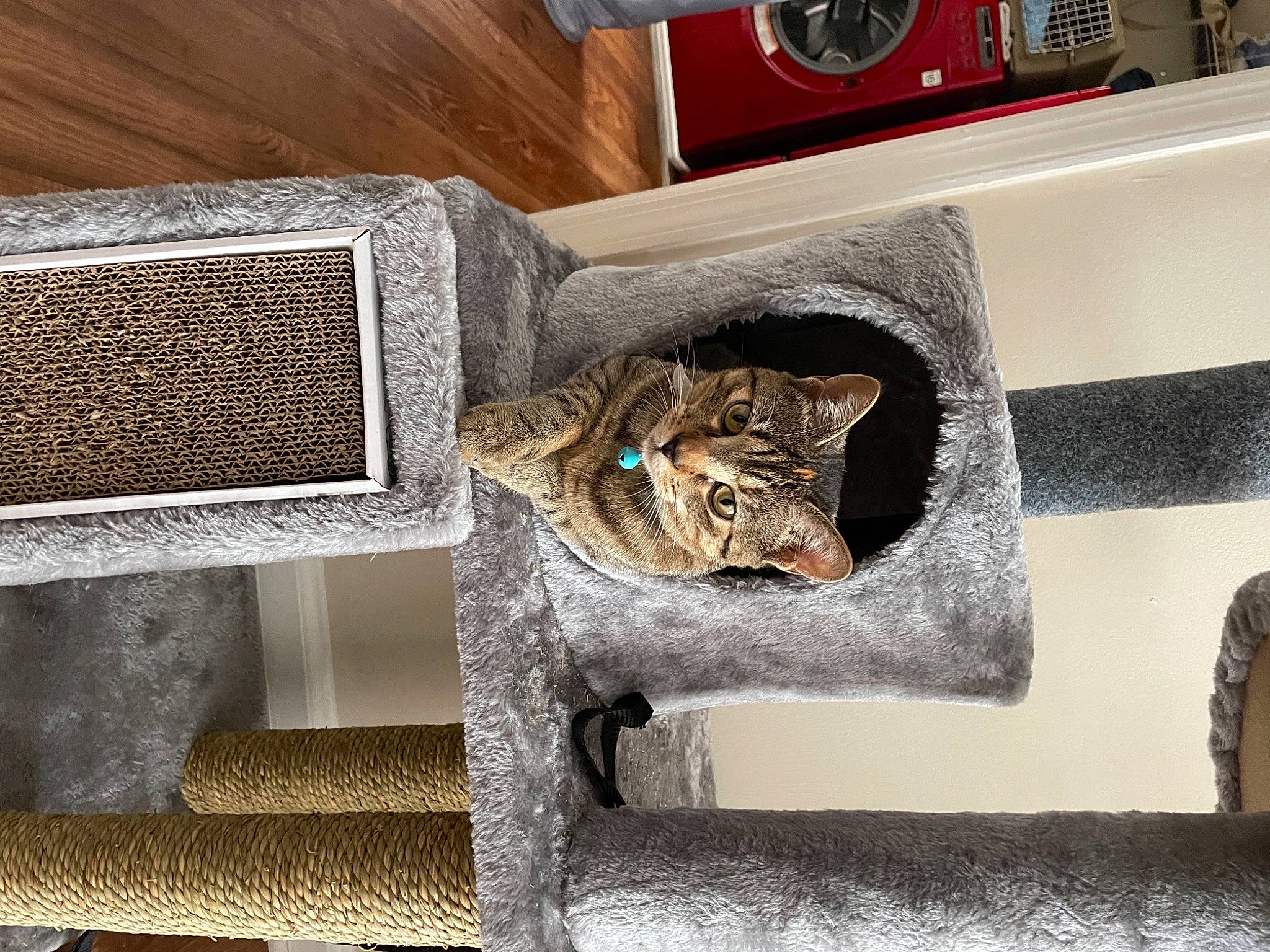 Milly joined the competition — help win amazing prizes! carnivore, cat, cat_supply, comfort, design, felidae, flooring, grey, hardwood, living_room, product, rectangle, room, shelf, shelving, small_to_medium_sized_cats, textile, wall, whiskers, wood