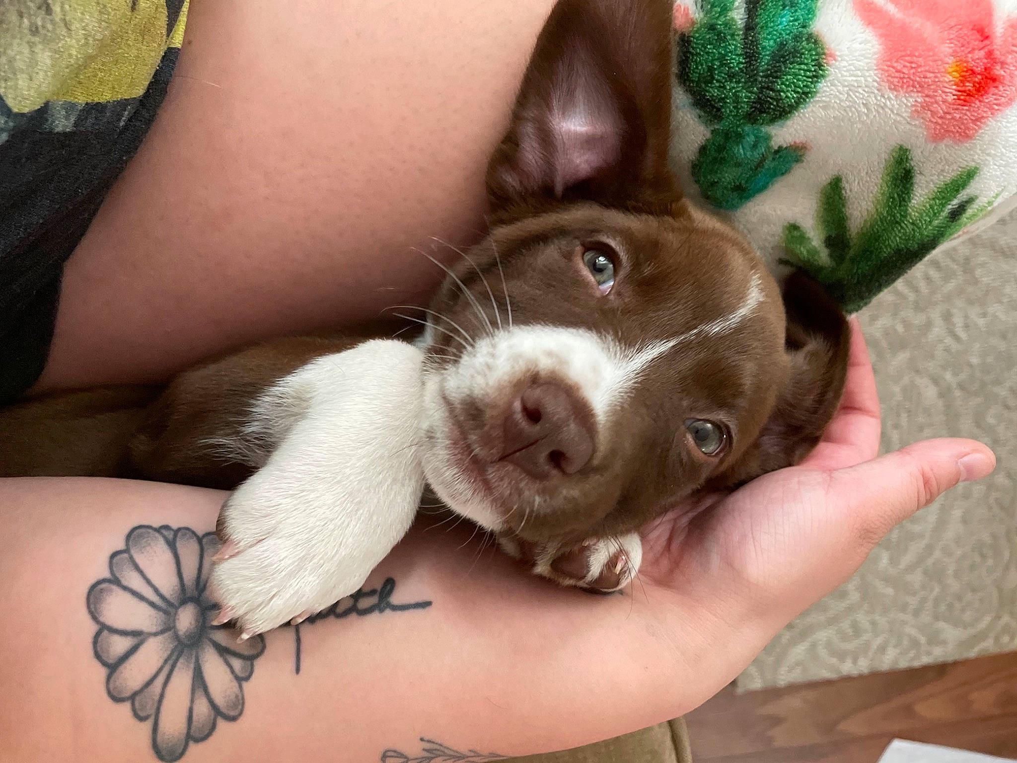 Addie joined the competition — help win amazing prizes! canidae, carnivore, comfort, companion_dog, dog, dog_breed, ear, fawn, finger, fur, gesture, hand, human_leg, liver, nail, rabbits_and_hares, snout, sporting_group, whiskers, working_animal