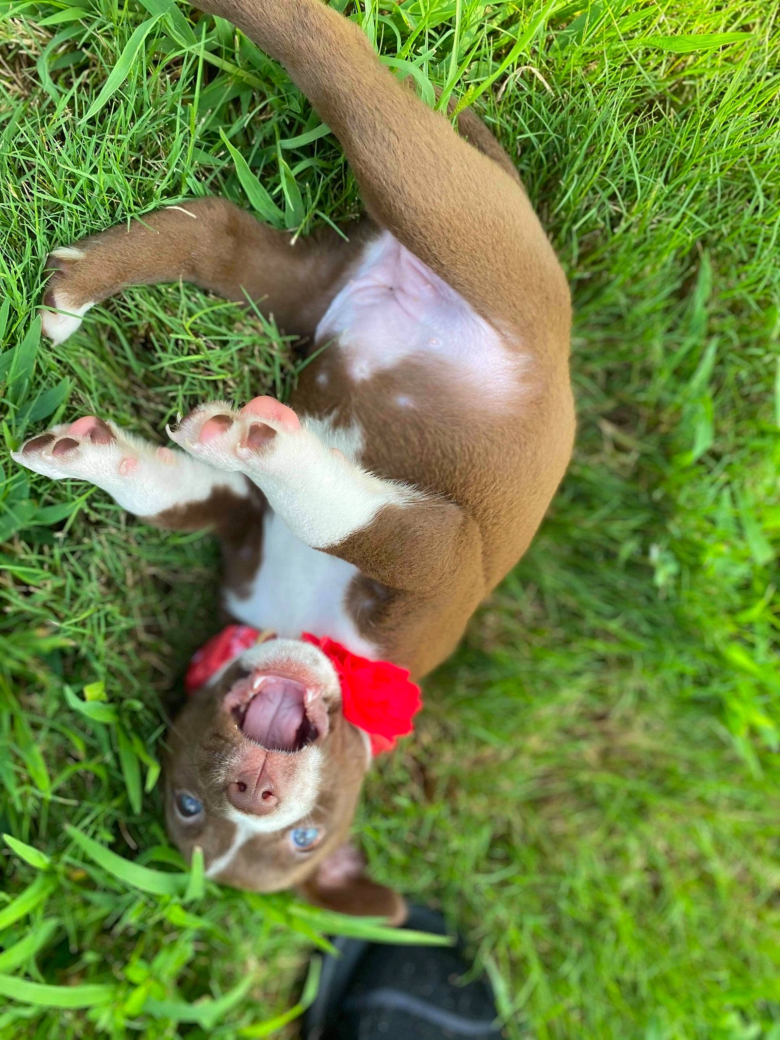 Addie is registered to the contest to win money with this photo: adventure, canidae, carnivore, companion_dog, dog, dog_breed, fawn, grass, grass_family, groundcover, hound, liver, livestock, plant, snout, sporting_group, tail, terrestrial_animal, wildlife, working_animal
