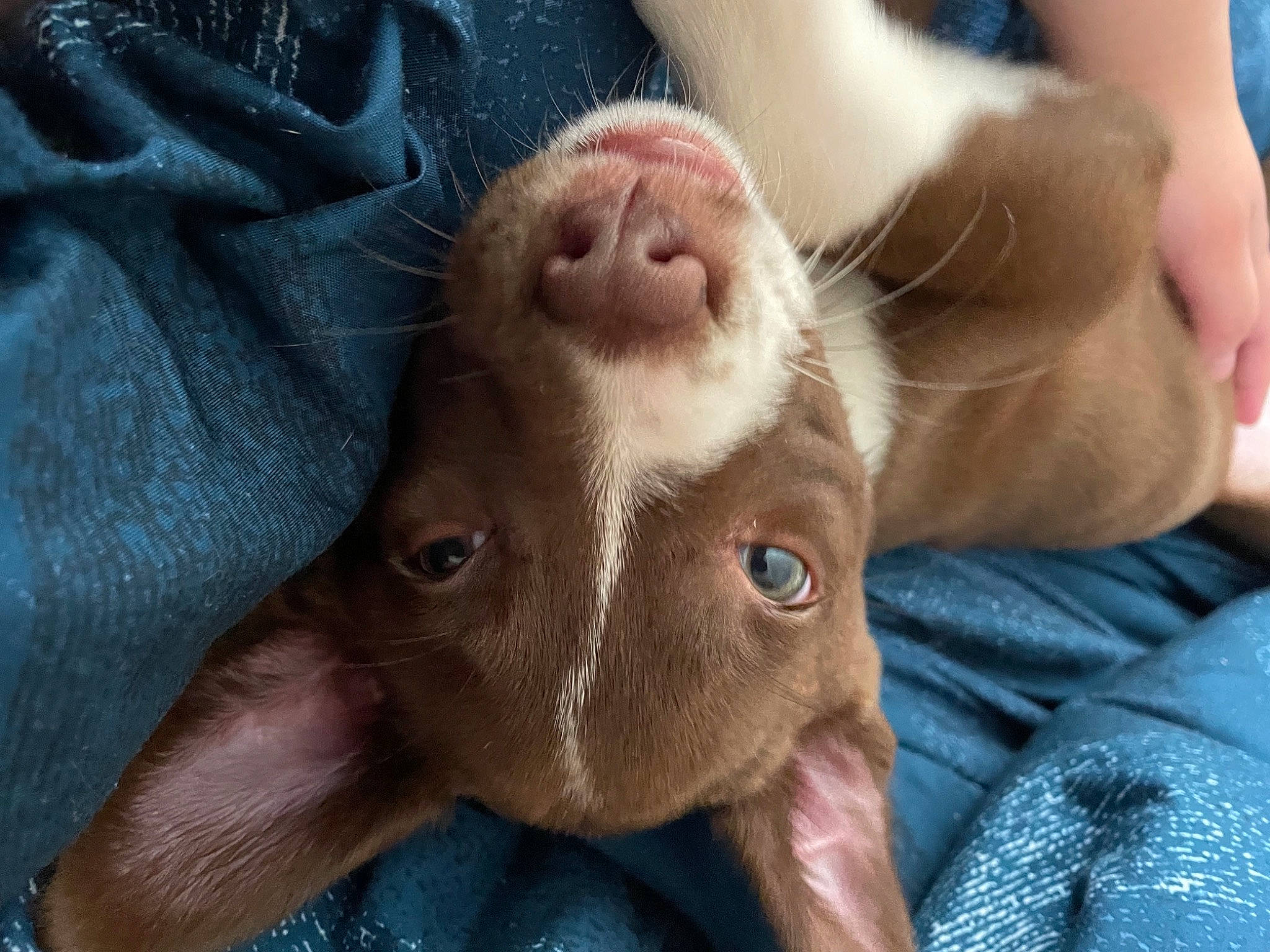 Addie joined the competition — help win amazing prizes! blue, carnivore, close_up, companion_dog, dog, dog_breed, ear, eye, fawn, finger, foot, gesture, head, human_body, nail, nose, snout, thumb, whiskers, working_animal