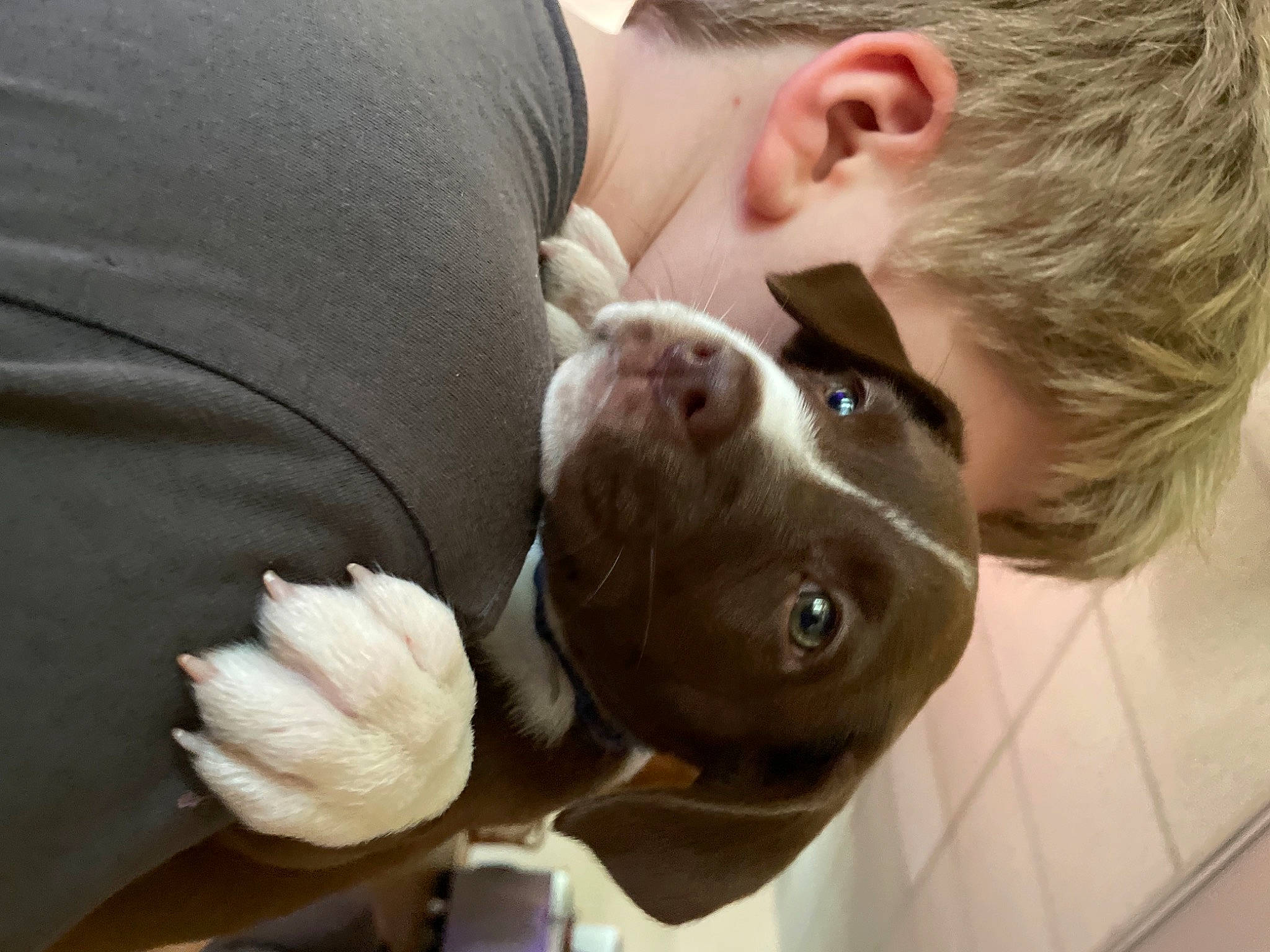 Addie joined the competition — help win amazing prizes! arm, canidae, child, companion_dog, dog_breed, ear, elbow, face, fawn, finger, fun, fur, gesture, hand, happy, hug, joint, snout, sporting_group, toddler