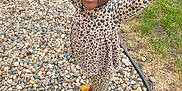 Baila is registered to the contest to win money with this photo: child, smiling, leopard_print, outdoor, rocks, grass, shoes, happy, person, patterned_clothing, braided_hair, playful, nature, casual, feet, standing, daylight, ground, expression, joy