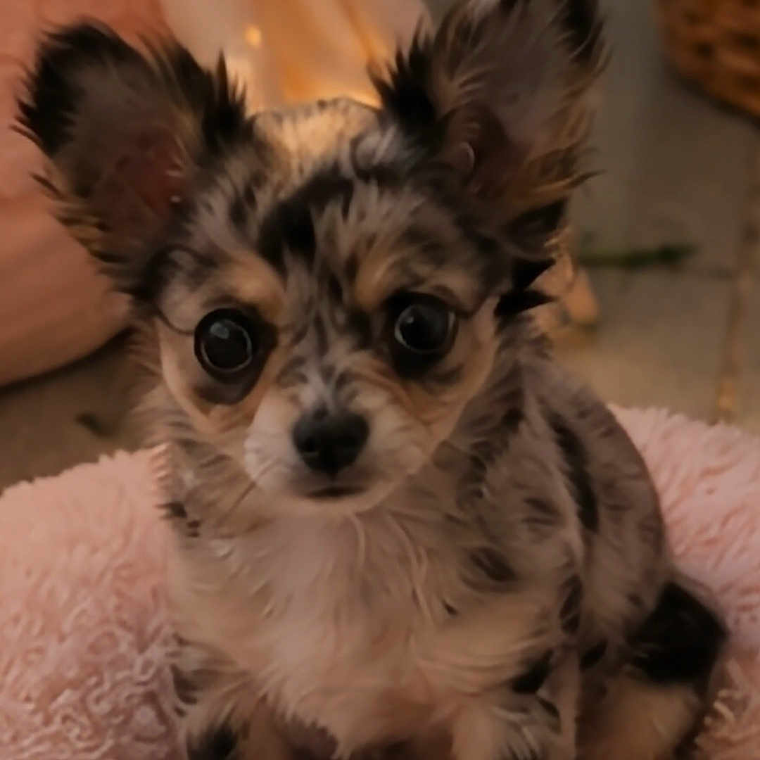 Bengy