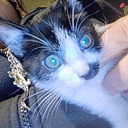 Peanut joined the competition — help win amazing prizes! animal, black_and_white, cat, close_up, cute, domestic, feline, fur, green_eyes, hand, indoor, jacket, kitten, looking, person, pet, portrait, whiskers, young, zipper