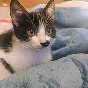 Peanut is registered to the contest to win money with this photo: cat, kitten, black_and_white, fur, whiskers, ears, eyes, blanket, cozy, soft, domestic_animal, pet, indoor, close_up, cute, young, resting, warm, fur_pattern, curious