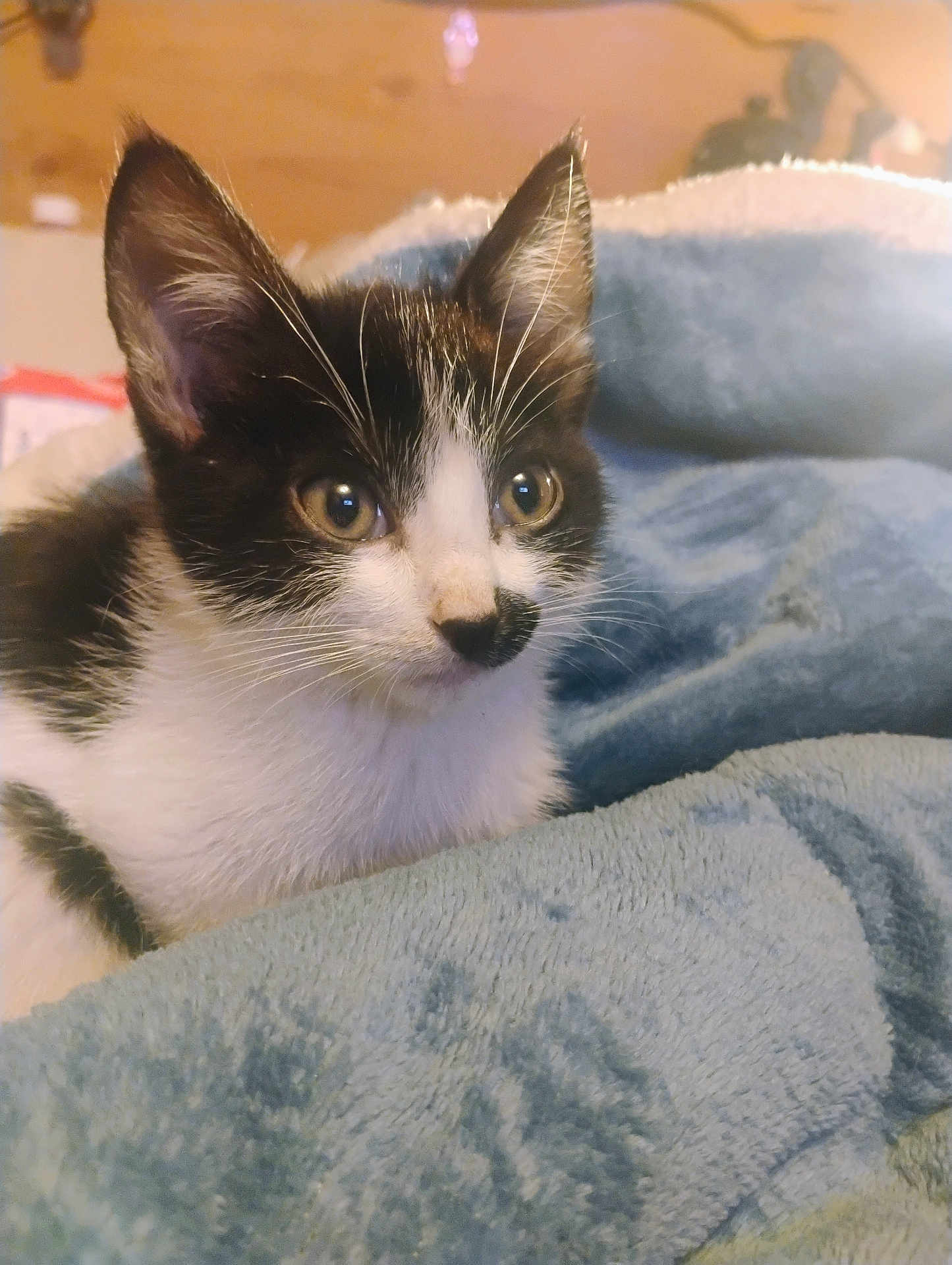 Peanut is registered to the contest to win money with this photo: cat, kitten, black_and_white, fur, whiskers, ears, eyes, blanket, cozy, soft, domestic_animal, pet, indoor, close_up, cute, young, resting, warm, fur_pattern, curious