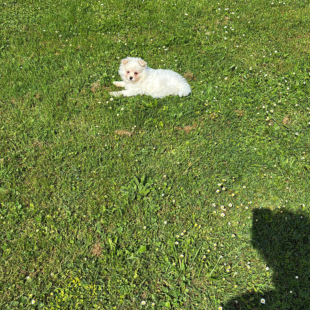 Aïko participe au concours pour gagner de l'argent avec cette photo : accessories, animal, canine, cat, countryside, dog, eskimodog, field, grass, grassland, lawn, nature, outdoors, pet, plant, poodle, puppy, strap, terrier, whitedog