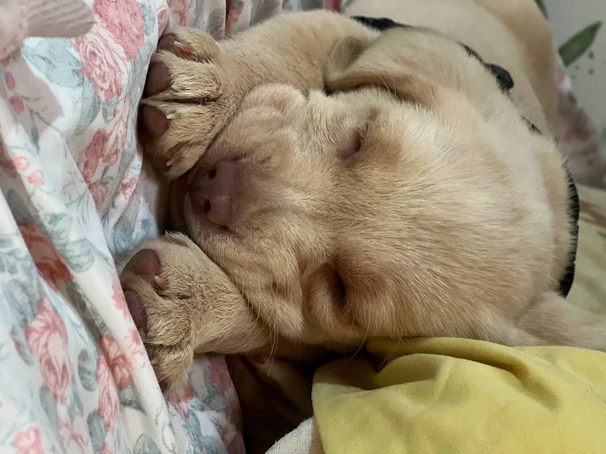 Mila is registered to the contest to win money with this photo: bedding, canidae, carnivore, comfort, companion_dog, dog_breed, fawn, felidae, fur, linens, nap, paw, small_to_medium_sized_cats, snout, sporting_group, tail, terrestrial_animal, whiskers, working_animal, wrinkle