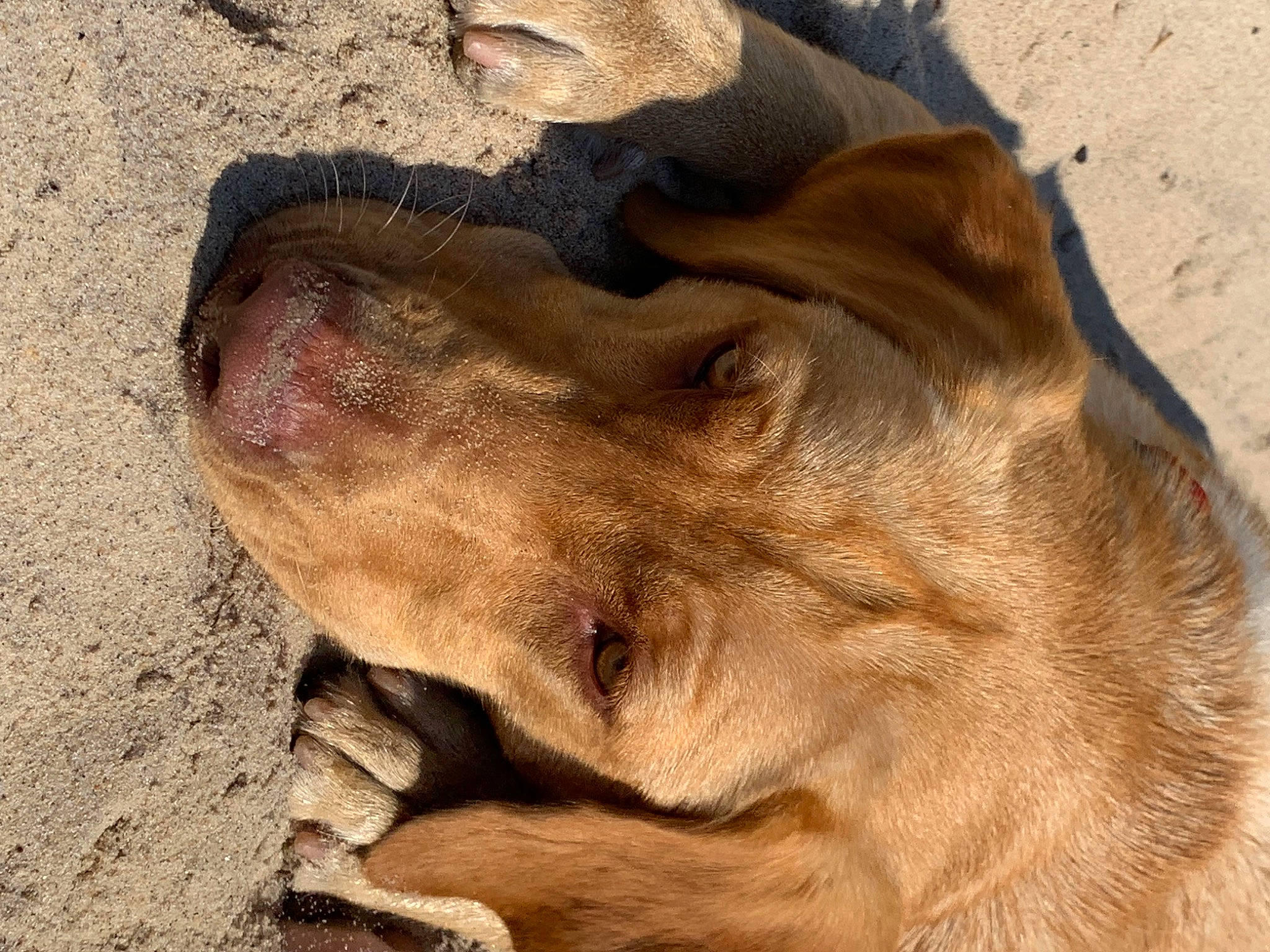 Amica is registered to the contest to win money with this photo: big_cats, canidae, carnivore, dog, dog_breed, fawn, felidae, fur, lion, liver, masai_lion, retriever, sand, soil, sporting_group, street_dog, terrestrial_animal, whiskers, wood, working_animal