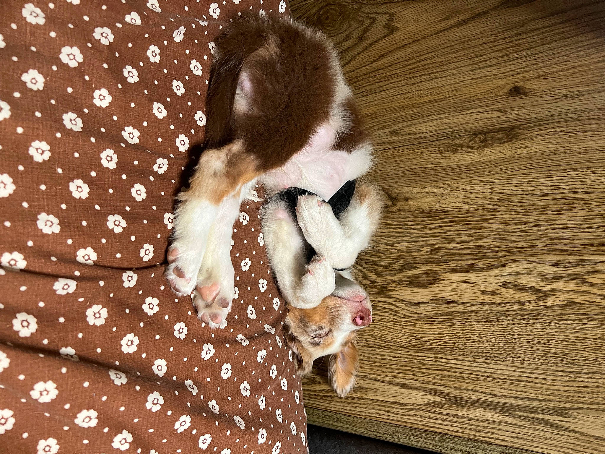 Goober is registered to the contest to win money with this photo: canidae, carnivore, cat, comfort, companion_dog, dog_breed, fawn, felidae, flooring, fur, hardwood, linens, pattern, paw, plank, plant, small_to_medium_sized_cats, tail, whiskers, wood