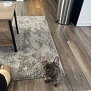 Bruno is registered to the contest to win money with this photo: animal, carpet, cozy, curious, cute, dog, domestic_animal, flooring, french_bulldog, home, indoor, looking_up, modern, pet, puppy, rug, slippers, small_dog, trash_can, wooden_floor